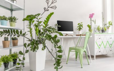 Des plantes d’intérieur pour embellir votre chez-vous ?